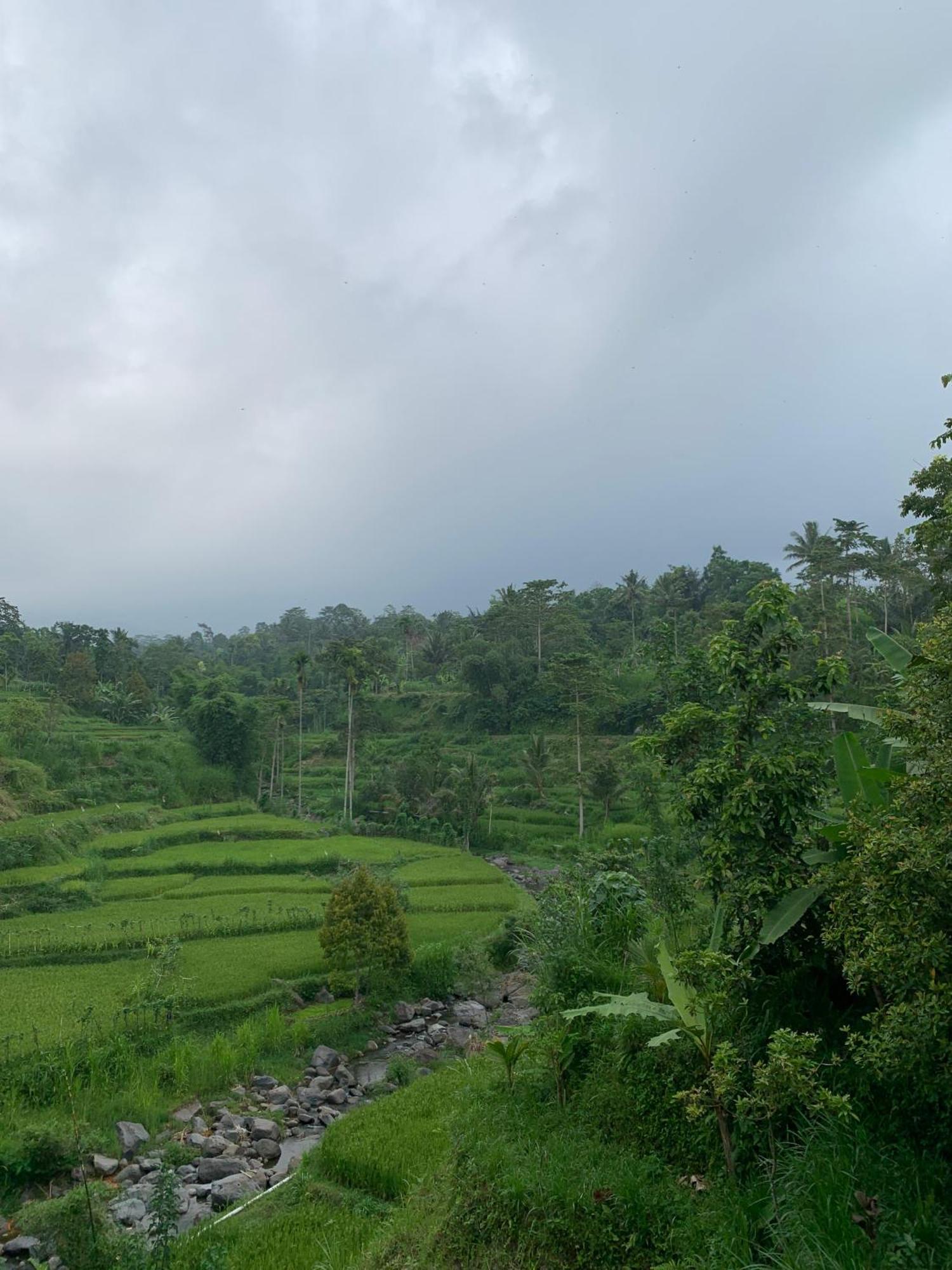 Avocado Homestay Tetebatu Zewnętrze zdjęcie