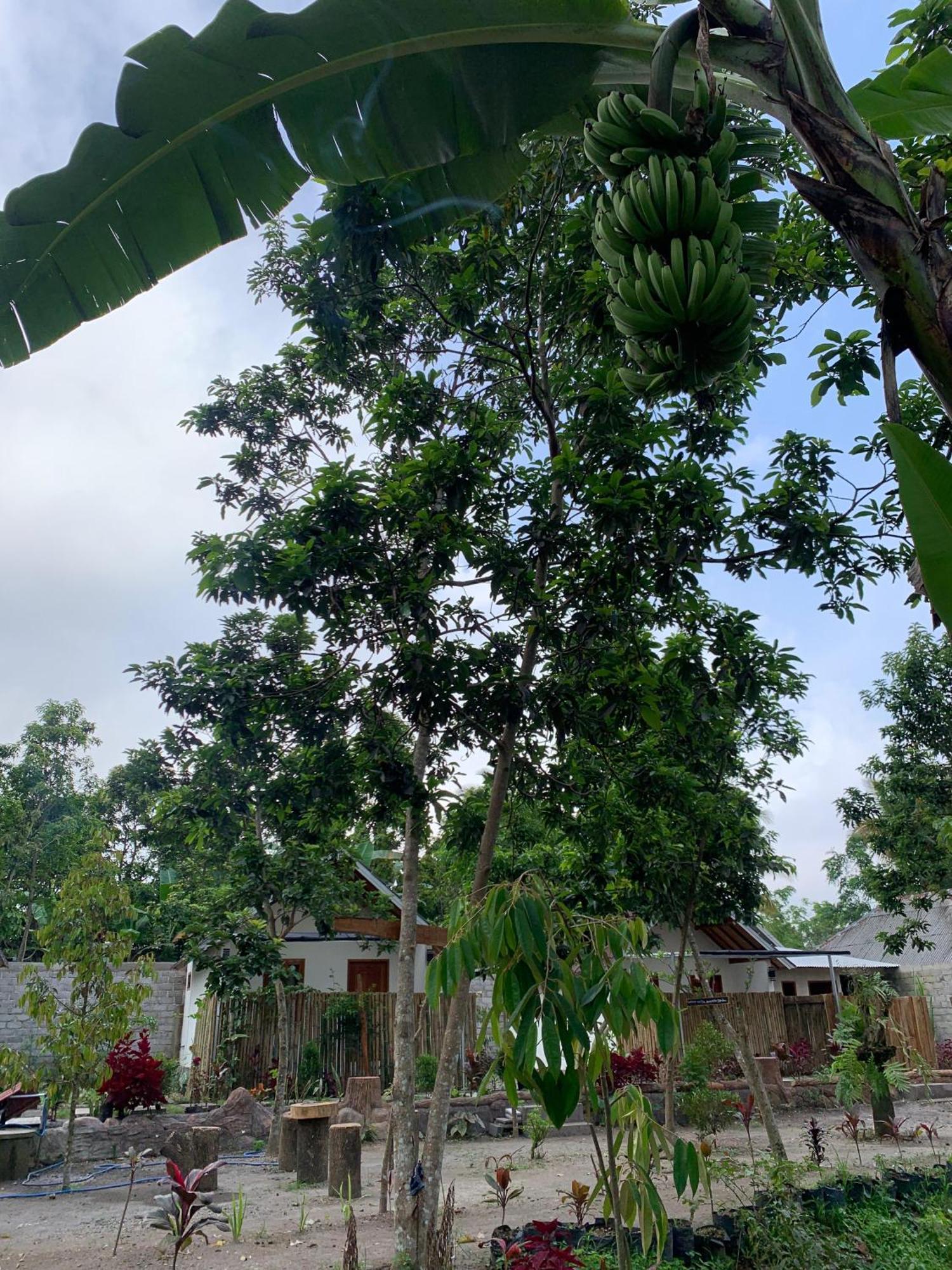 Avocado Homestay Tetebatu Zewnętrze zdjęcie